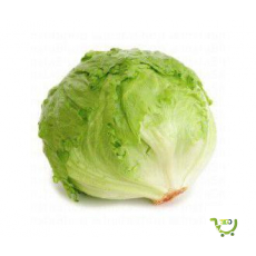 Lettuce Iceberg