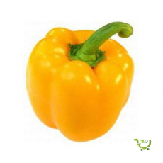 Capsicum Yellow