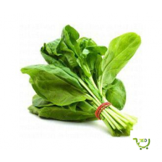 Fresh Spinach